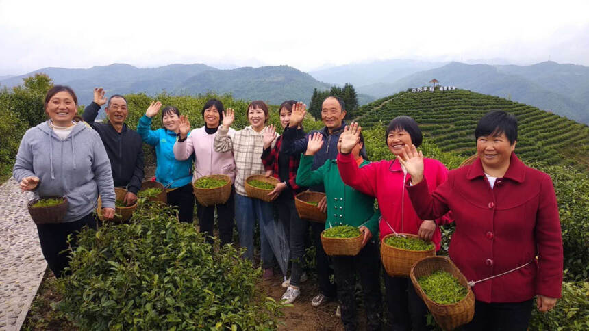因茶兴业，因茶致富，生态是陕茶的核心竞争力