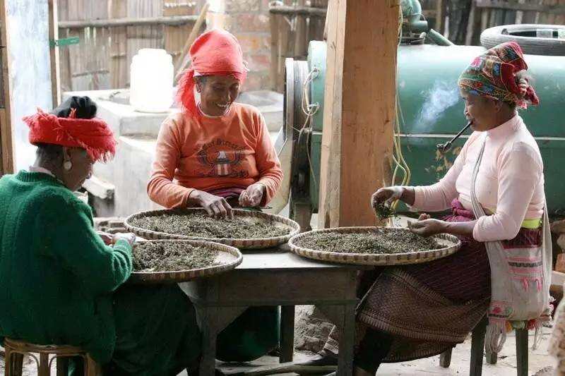 揭秘茶山：景迈兰香，原始花香，为你呈现真实的景迈山人文茶生活
