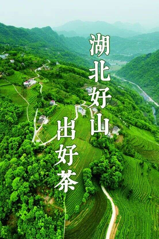 湖北茶界出了两件大事：产量跃居中国第二；有了可读、可听的茶礼