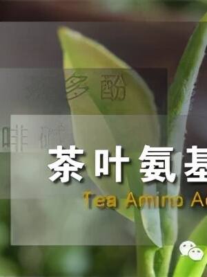 解读茶叶中主要成分：氨基酸