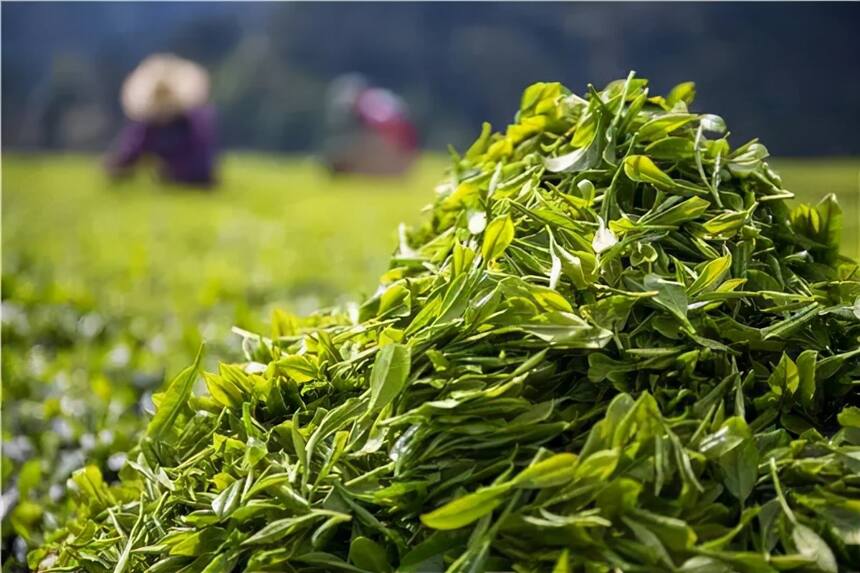 新鲜出炉 |“2021湖北茶产业十件大事”揭晓