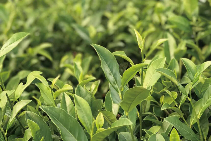 为什么白茶的价格有高低，有人说原因居然是树种？
