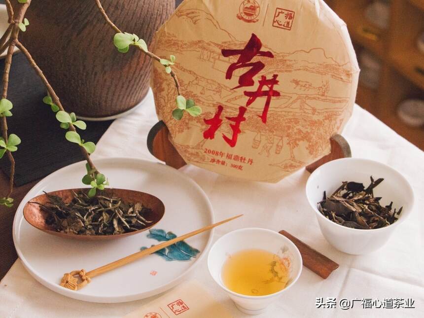 古井村：追寻茶山情怀，这里是我们的白茶梦最开始的地方