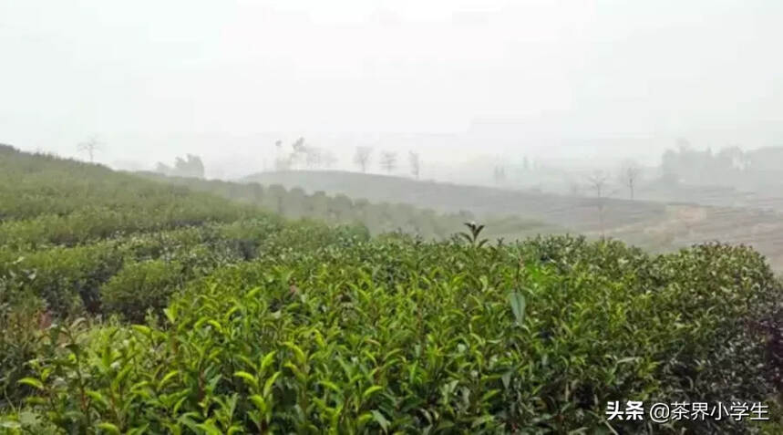 疫情防控与春茶生产，请看这10个问题和应对措施建议