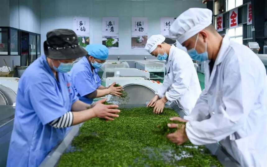 “国际魅力茶乡”湖北宣恩，全产业链做大做强茶产业