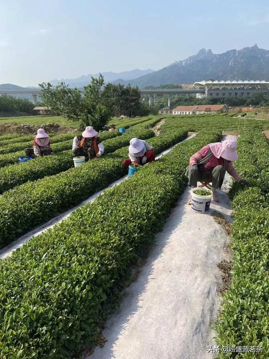 王哥庄产的崂山绿茶正宗好喝吗？
