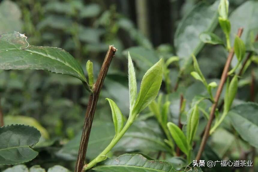 头春头采白毫银针翠竹，为什么能配得上“茶界名媛”的美誉？
