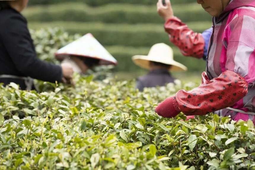 青砖更轻更低氟，赤壁茶业发展提速