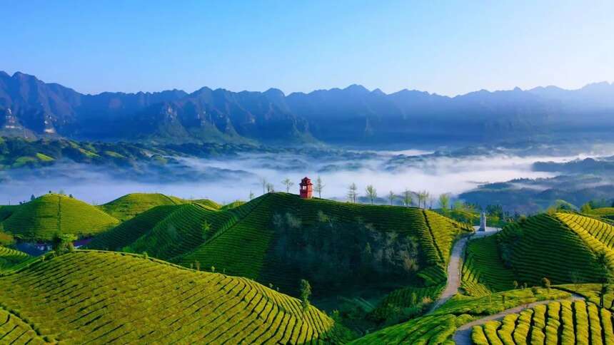 中国T20最美生态茶园，湖北占两席