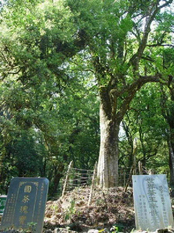 细数那些千年茶王树，最早一棵出自商代