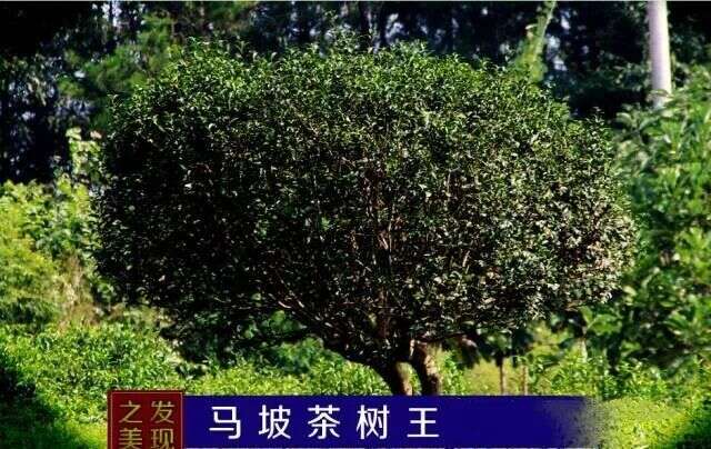 建始县马坡百年茶树王，仍存一株年产鲜叶88斤