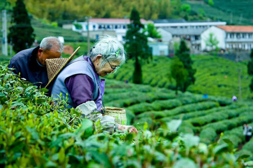 每斤多卖一块钱的实践，利川金利茶业带动当地茶农脱贫致富