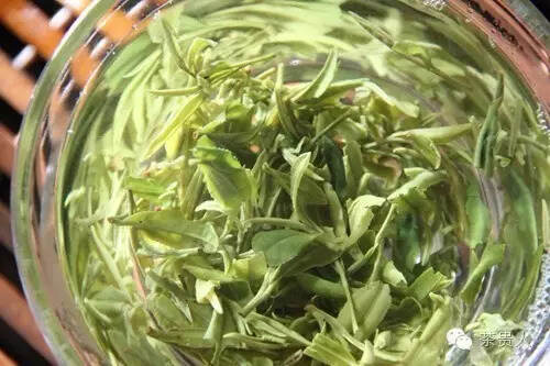 绿茶种类集结号，为你杯里的绿茶站队