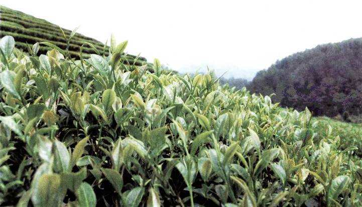 世界茶叶原产地到底在印度，还是在中国？