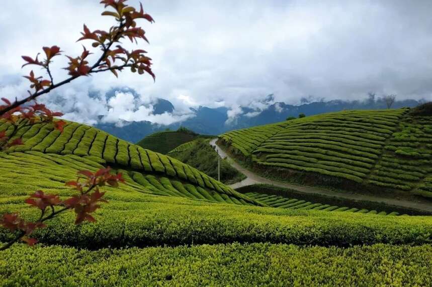 湖北西南有个茶叶县，七成农户种茶