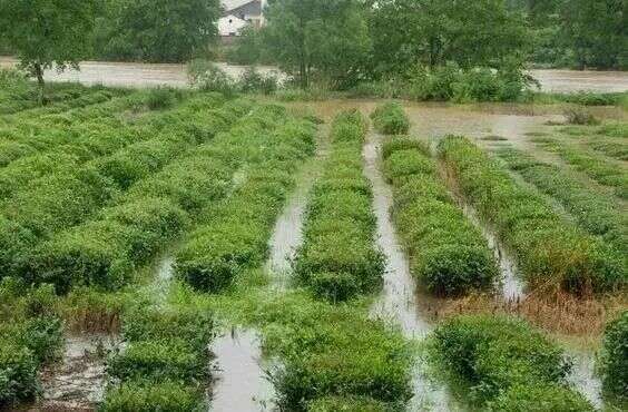 「建议收藏」湖北茶如何应对洪涝？快看看，农业农村部专家支招