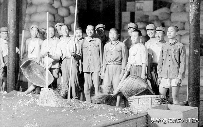 福州茶厂茉莉花茶生产工艺老照片欣赏