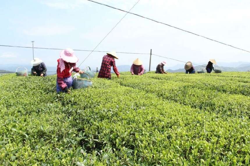 全球茶叶价格上涨，对我们有什么影响？