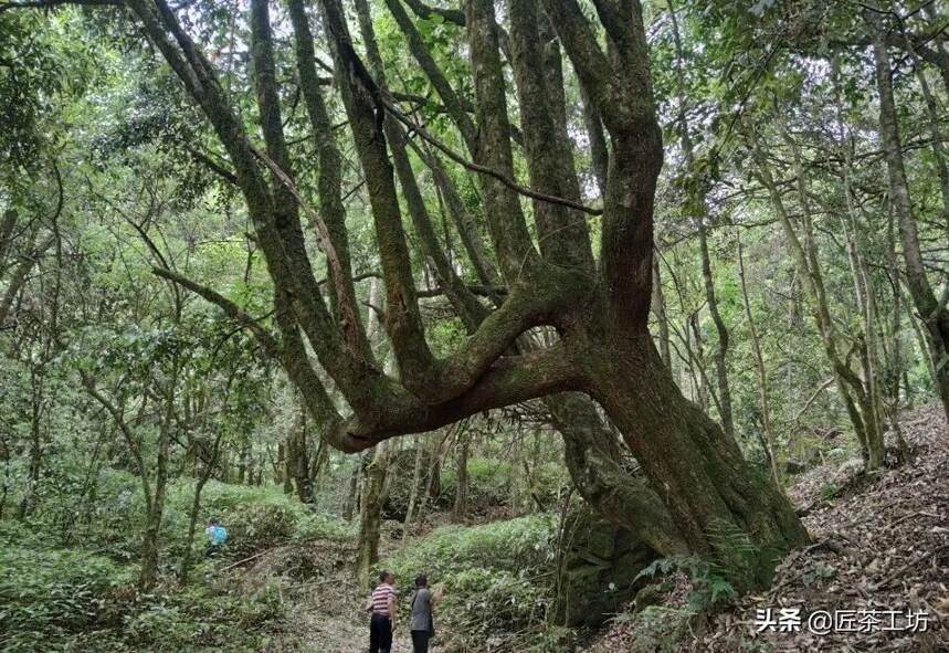 探秘宁洱县最大的野生茶树王——罗东山