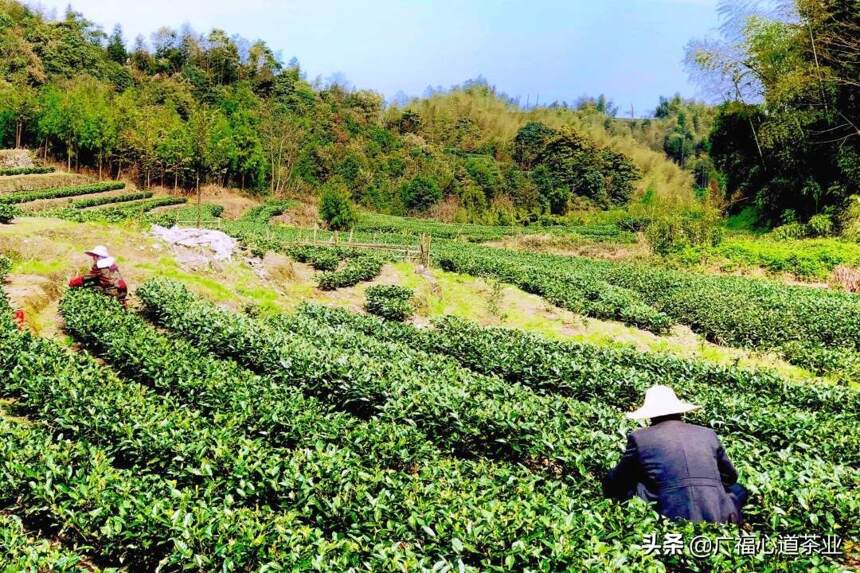 这个海拔500米以上的高山村落，蕴含着福鼎白茶“醇味”之美