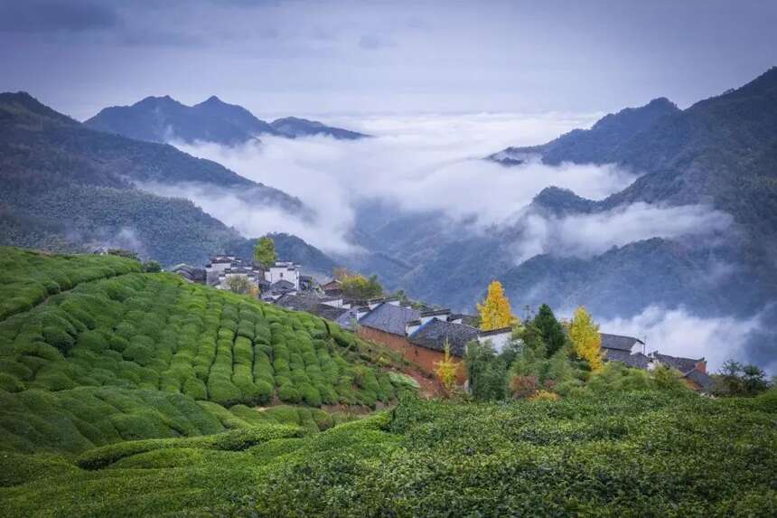黄山毛峰 | 自古名山出名茶