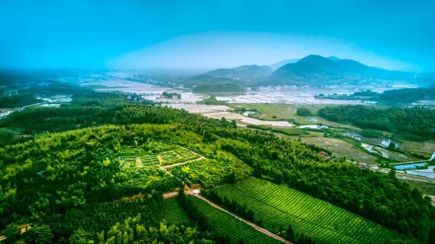 2020“一带一路”赤壁青砖茶产业发展大会盛大启幕