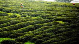 武汉“柏泉绿茶”获省级农产品地理标志