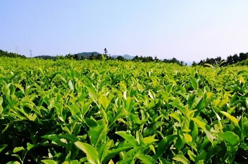 湖北通城：茶产业铺就富民梦想