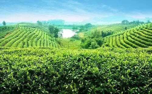 17年全国春茶价格行情：产量低、价格涨！