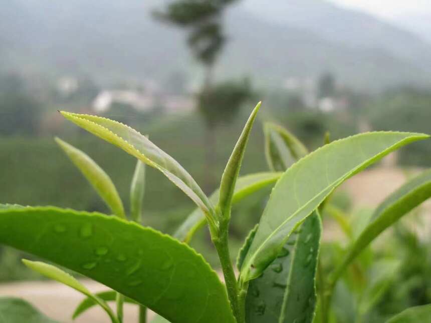 疫情对茶叶行业的影响不容乐观，做好这些，茶农依然可以减小损失