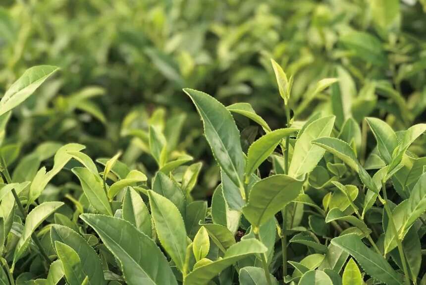 福建福鼎三大茶树种：福鼎大白、福鼎大毫和菜茶的三分天下