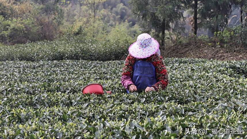 古井村：追寻茶山情怀，这里是我们的白茶梦最开始的地方
