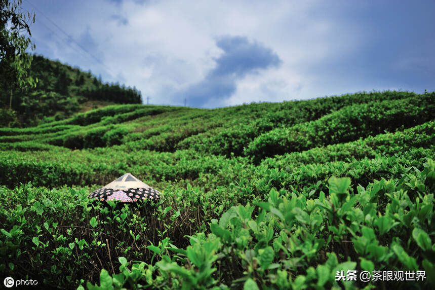 岩茶的绝佳环境：岩茶的风骨，生于烂石；岩茶的花香，来自仙境