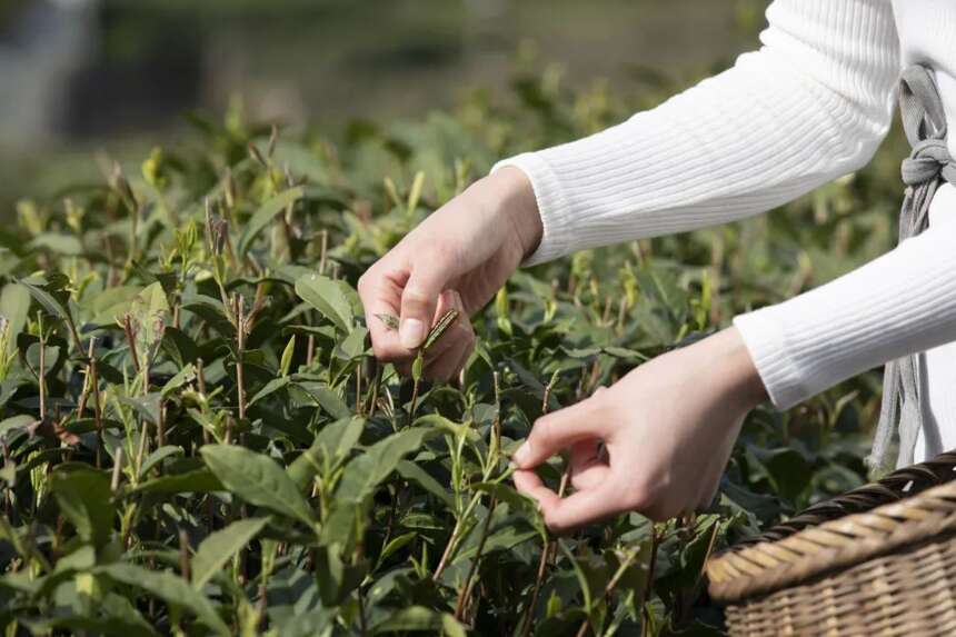 创新中求变，湖北茶产业正走出一条现代化发展之路