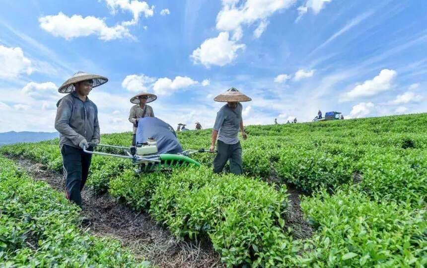 2022年中央一号文件给茶产业带来哪些启示？