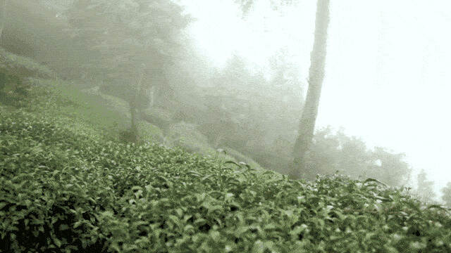 这个海拔500米以上的高山村落，蕴含着福鼎白茶“醇味”之美
