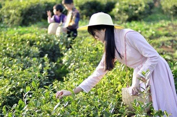中国茶人，做茶的目的20%是为了赚钱，80%是因为情怀