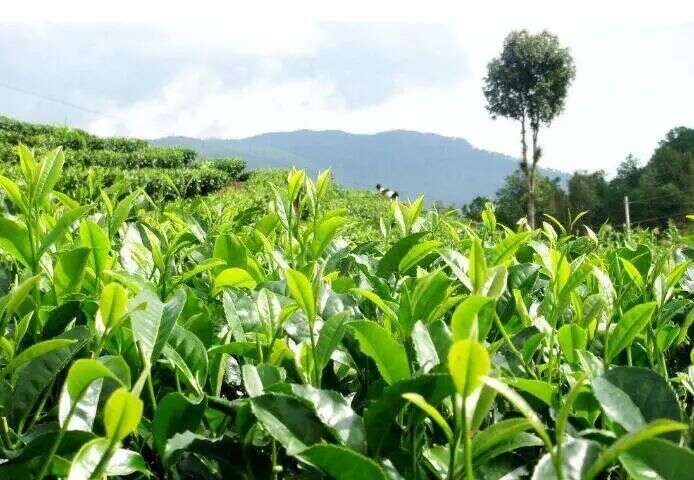 茶科普｜1分钟，带你了解中国茶树栽培史，爱茶的人心里要有数