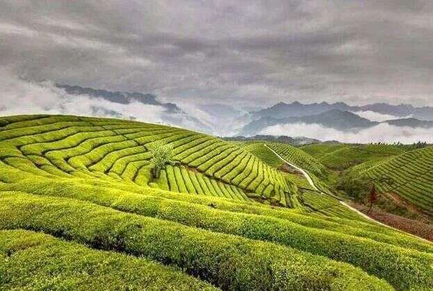 全县14万人吃上“茶叶饭”鹤峰打造有机茶第一县
