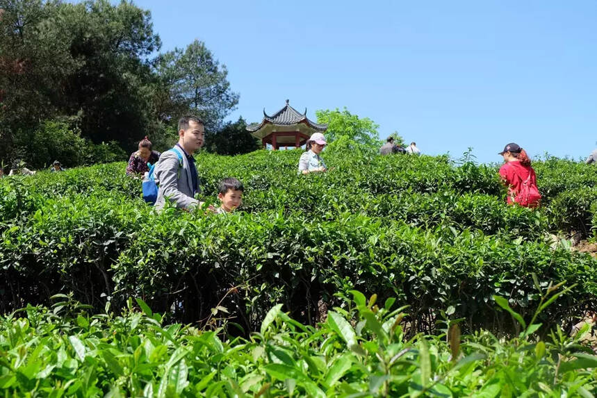 第三届峨眉山茶博会推荐的精品茶旅线路都有哪些亮点？