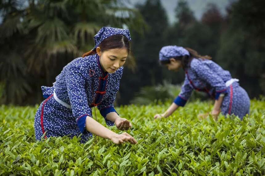 首个“国际茶日”庆祝活动·生态观光茶旅线路入围名单发布