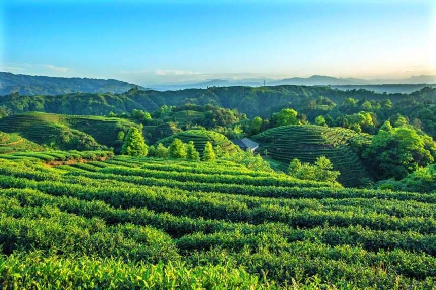 历代知州知县与茶 | 黄云鹄与蒙顶山茶
