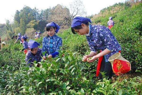 “中国红茶之乡” 祁门红茶新茶开采