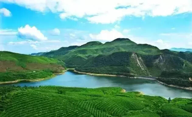 贵州都匀：走出一条“绿而美、绿变金”的毛尖茶发展之路