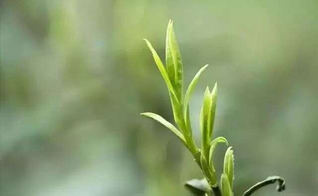 竹叶青，为什么在高端绿茶中一枝独秀？