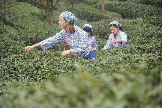 中国黑茶的源头究竟在哪儿？有网友发帖对邛崃是黑茶之源提出质疑