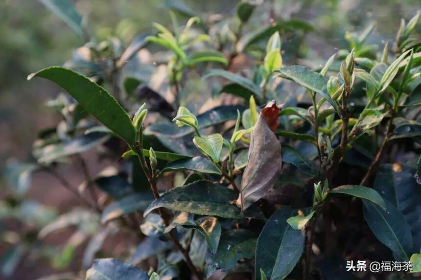 福海讲堂 | 天养地孕，揭秘有机茶的生长