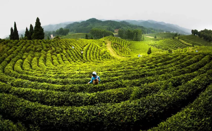 探索茶旅融合发展，开辟乡村振兴新路径