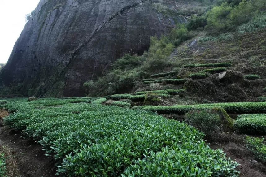 如何正确认识岩茶山场？