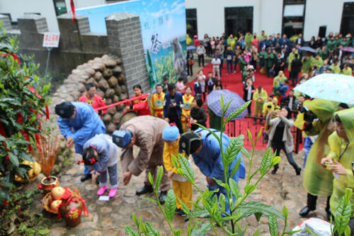 第十届中国黄山太平猴魁开园节在猴坑隆重举行